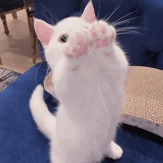 🐾 แมว, ลูกแมว, น่ารัก, สัตว์, สัตว์เลี้ยง, ขี้เล่น, แมวขาว whatsapp sticker