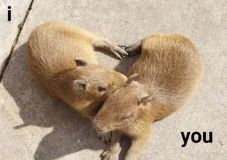 🤎 i   you Capivara, Coração, Amor, Animais, Roedores, Fofo, Amizade whatsapp sticker