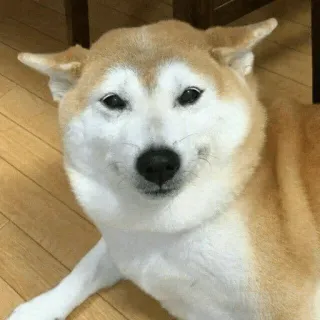 🐕 개, 시바견, 동물, 애완동물, 밈, 귀여운 whatsapp sticker