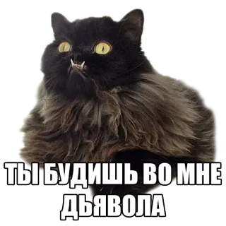 😈 ТЫ БУДИШЬ ВО МНЕ ДЬЯВОЛА gato, demonio, malvado, meme, ruso whatsapp sticker