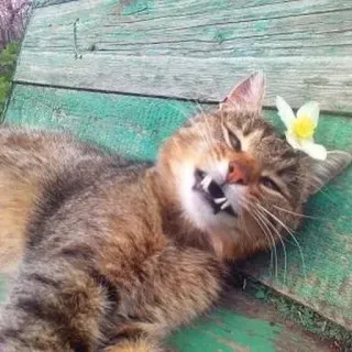🥴 cat, flower, animal, pet, cute, funny, tabby telegram sticker