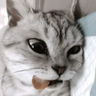 ♻️ gato, animal, mascota, gatito, lindo, gracioso, lengua, gris, blanco telegram sticker