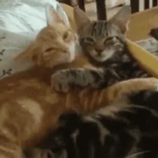 😽 chats, animaux, animaux de compagnie, mignon, chatons, câlin, affectueux telegram sticker