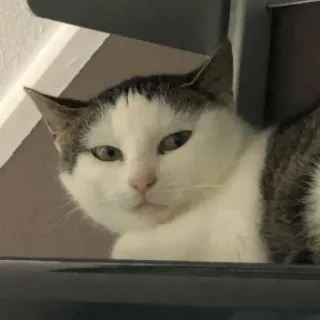 🪐 cat, animal, pet, cute, domestic, feline telegram sticker