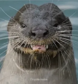😊 otter, animal, mammal, wildlife, sea otter, cute, funny, face telegram sticker
