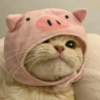 🐈 고양이, 돼지, 동물, 모자, 귀여운, 웃긴 telegram sticker