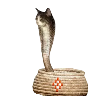 🐍 cat, snake, cobra, basket, animal, funny, hybrid telegram sticker