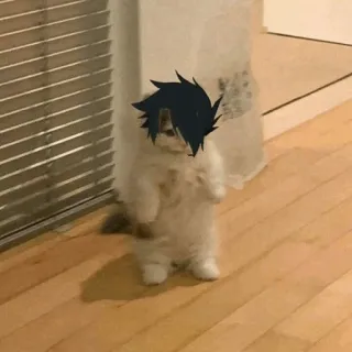 🐈 gato, animal, animal de estimação, engraçado, fofo telegram sticker