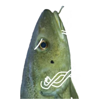 Le Dorsch magnifique telegram stickers