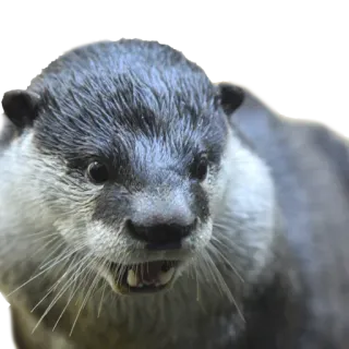 😦 выдра, животное, дикая природа, млекопитающее, милый, природа telegram sticker