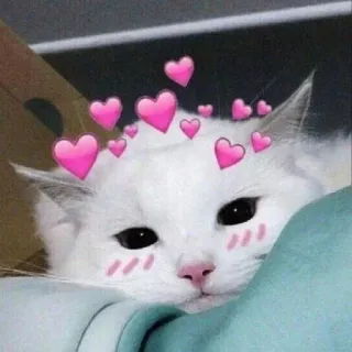 😍 แมว, หัวใจ, น่ารัก, แมวขาว, สัตว์, สติกเกอร์ telegram sticker