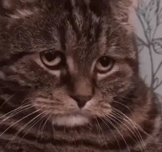 😔 Katze, Tier, Hauskatze, Haustier, Katzenartig, Säugetier whatsapp sticker