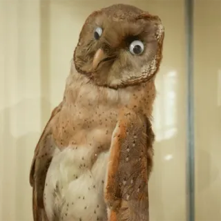 😐 uil, taxidermie, vogel, ogen telegram sticker