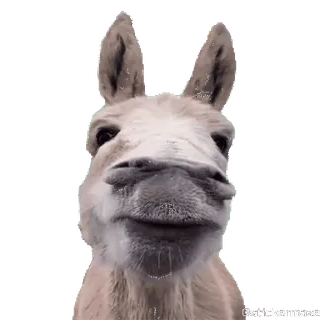 @stickermaze | MEMEsTransparent. whatsapp stickers