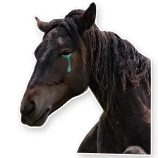 😢 animal, caballo, llorando, triste, lágrima whatsapp sticker
