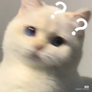 🧐 cat, question mark, white cat, blue eyes, confused, animal, pet telegram sticker