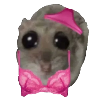 👙 Sad Hamster sad hamster, funny, meme, lingerie, pink bra, cute, whimsical telegram sticker