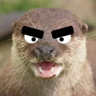🐾 Loutre, Animal, Dessin animé, Meme, Drôle, En colère whatsapp sticker