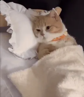 🐈 cat, sleep, cute, animal, pet, bed, relaxed telegram sticker