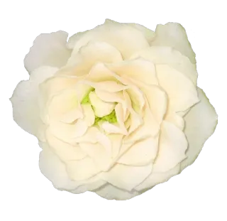 🌺 Blume, weiß, Blüte, Ranunkel, floral, Blütenblatt whatsapp sticker