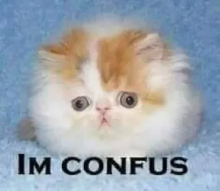 🤔 Im CONFUS gatto, gattino, confuso, carino, divertente, meme telegram sticker