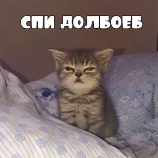 😴 СПИ ДОЛБОЕБ кот, оскорбительный, русский telegram sticker