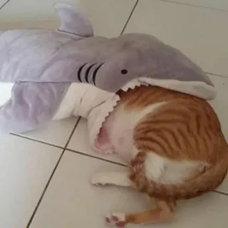 😞 gato, tiburón, animal, mascota, gracioso, juguetón, humor whatsapp sticker