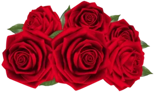 🌹 rose, rosso, fiori, mazzo, natura, piante whatsapp sticker