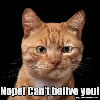 😕 Nope! Can't belive you! gato, gato naranja, meme, divertido, mascota, animal, incredulidad telegram sticker
