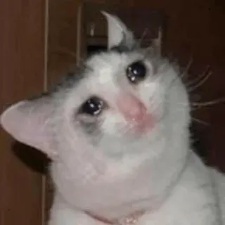 😒 cat, sad, crying, meme, animal whatsapp sticker