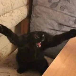 🤯 cat, black cat, angry cat, feline, domestic animal, pet telegram sticker