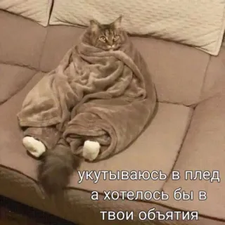 😭 укутываюсь в плед
а хотелось бы в
твои объятия 猫, 毛布, くるまる, 居心地の良い, ロシア, ミーム whatsapp sticker