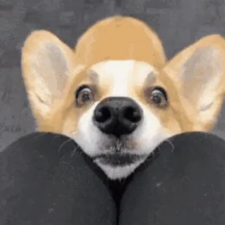 🥺 perro, corgi, lindo, cachorro, animal telegram sticker