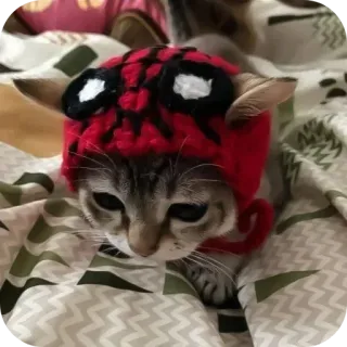 👍 kucing, hewan peliharaan, topi, binatang, imut, anak kucing whatsapp sticker