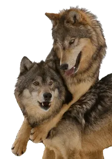 😽 wilki, zwierzęta, dzika przyroda, natura telegram sticker