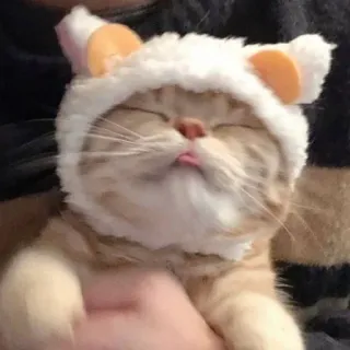 🥺 cat, kitten, hat, animal, pet, cute, funny telegram sticker