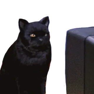 👀 кот, черный кот, телевизор, смотрит телевизор telegram sticker