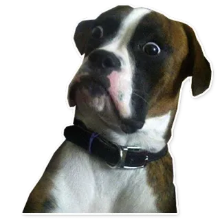 🐶 dog, boxer, funny, cute, animal telegram sticker