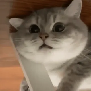 🧶 gato, lindo, animal, mascota, gatito, gris, ojos whatsapp sticker