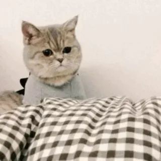 🐾 猫, 動物, 可愛い, ペット, ペット, スコティッシュフォールド telegram sticker