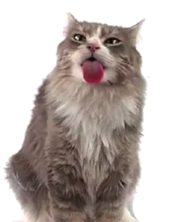 😘 cat, animal, tongue, domestic animal, feline telegram sticker