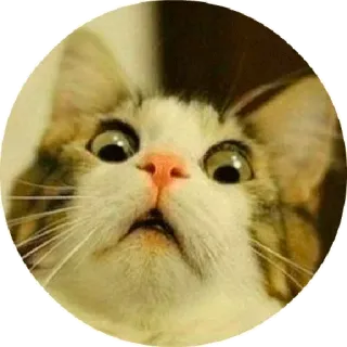 😟 chat, effrayé, surpris, animal, mème telegram sticker