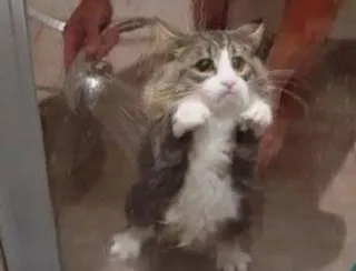 😞 cat, shower, wet, animal, pet, bath, domestic animal telegram sticker