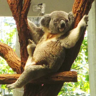 🐨 koala, middle finger, offensive gesture, animal, funny, rude, tree, nature telegram sticker