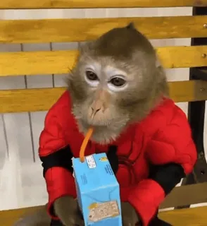 🧃 macaco, animal, caixa de suco, primata, fantasia, engraçado telegram sticker