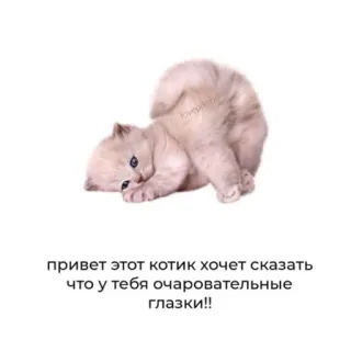 🐥 ПРИВЕТ ЭТОТ КОТИК ХОЧЕТ СКАЗАТЬ ЧТО У ТЕБЯ ОЧАРОВАТЕЛЬНЫЕ ГЛАЗКИ!! 고양이, 새끼 고양이, 귀여운, 러시아어 텍스트, 칭찬, 눈 telegram sticker