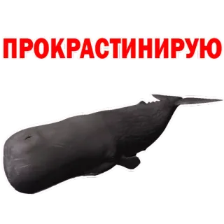 Whale @stickersb2b telegram stickers