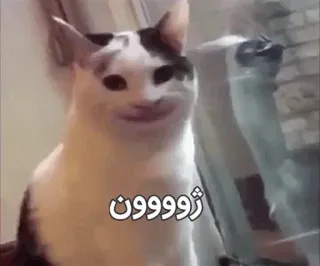 😍 ژوووون cat, meme, animal, funny telegram sticker