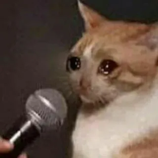 😥 chat, triste, microphone, interview, mème, animal telegram sticker
