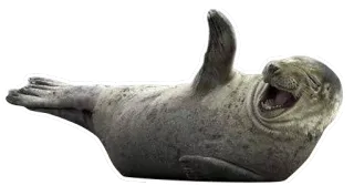 😆 foca, animale, carino, sdraiato, mammifero telegram sticker